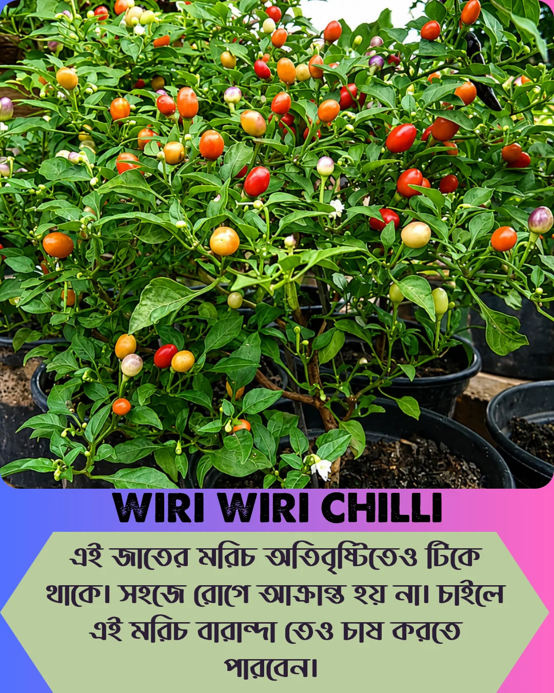 ১০০% অরিজিনাল , ঘি ঘ্রাণযুক্ত "উরি উরি" মরিচ বীজের ইন্টেক প্যাকেট - Image 8