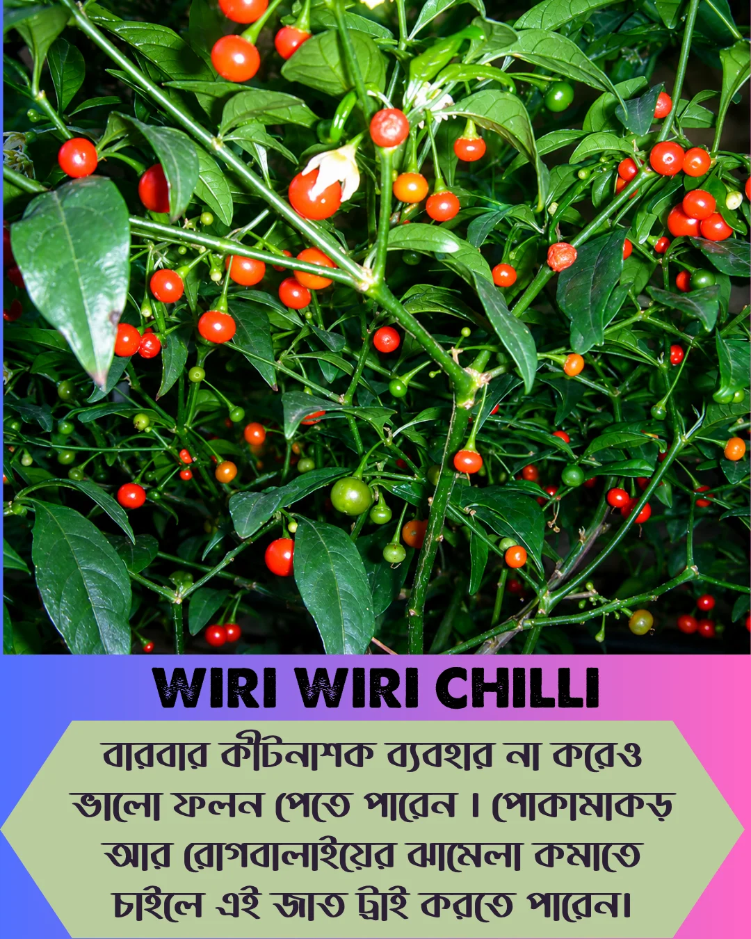 ১০০% অরিজিনাল , ঘি ঘ্রাণযুক্ত "উরি উরি" মরিচ বীজের ইন্টেক প্যাকেট - Image 9