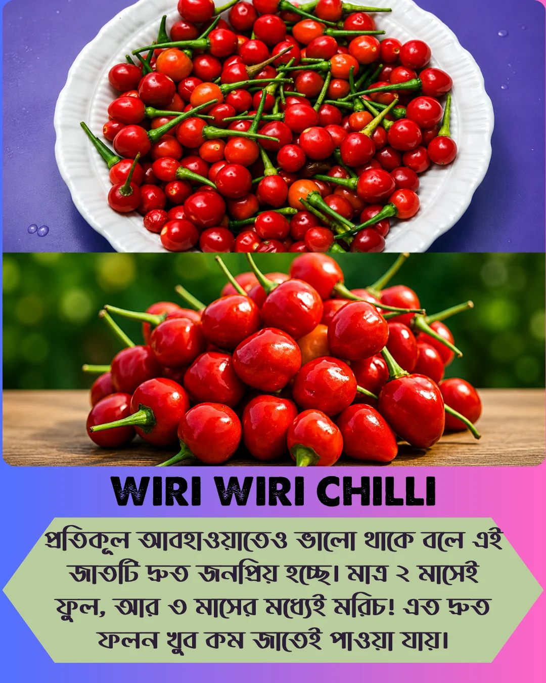 ১০০% অরিজিনাল , ঘি ঘ্রাণযুক্ত "উরি উরি" মরিচ বীজের ইন্টেক প্যাকেট - Image 10
