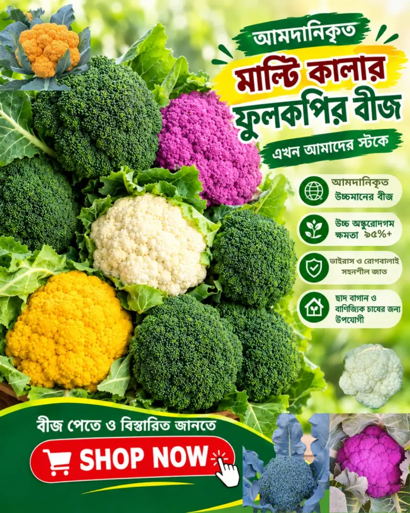 আমদানিকৃত মাল্টি কালার ফুলকপির বীজের ইন্টেক প্যাকেট [ বীজের পরিমাণঃ ৪০০+ ]