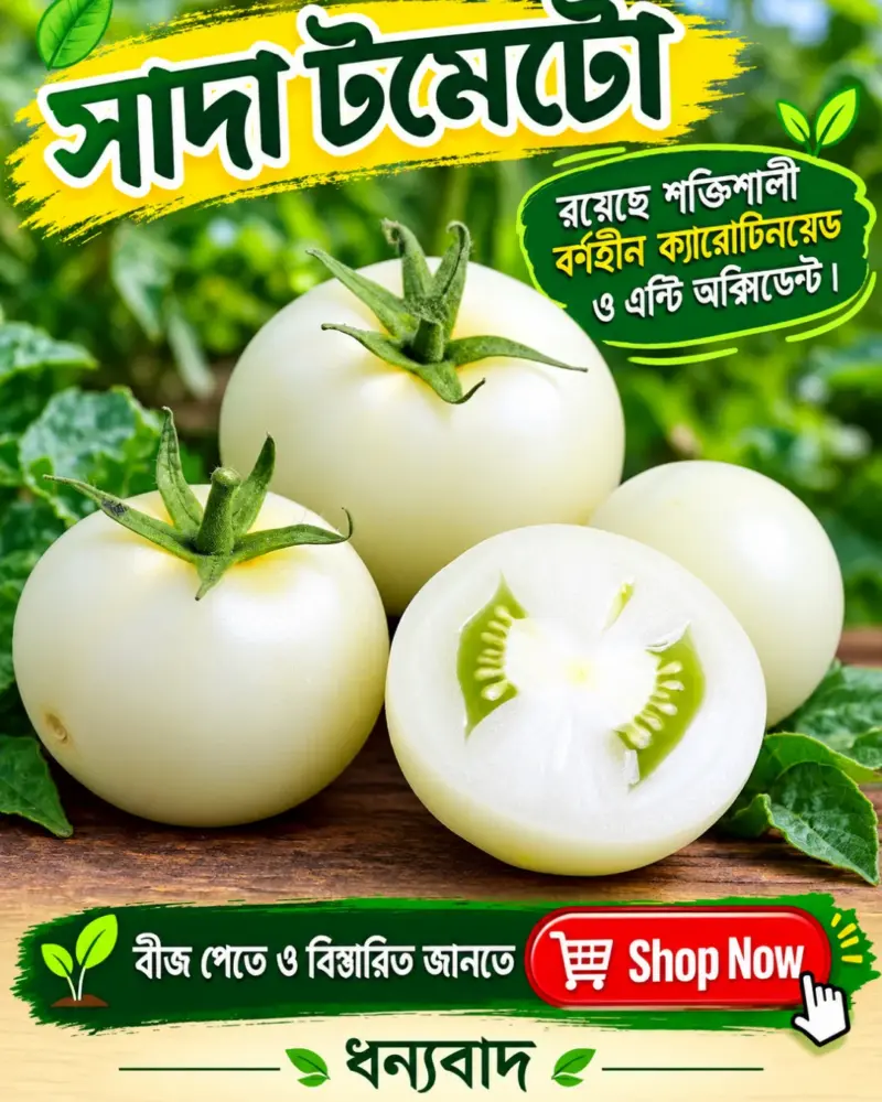 আমদানিকৃত সাদা টমেটোর বীজের ইন্টেক প্যাকেট  [ বীজের পরিমাণ ৯০ থেকে ১০০ পিস ]